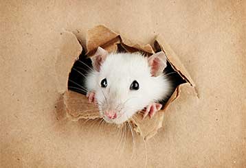 Rodent Infestation Signs | Attic Cleaning San Ramon, CA