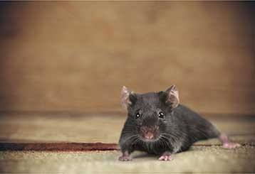 Rodent Proofing | Attic Cleaning San Ramon, CA
