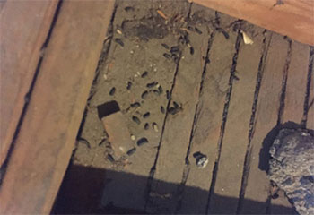 Commercial Rodent Proofing Project | Attic Cleaning San Ramon, CA Commercial Rodent Proofing Project | Attic Cleaning San Ramon, CA