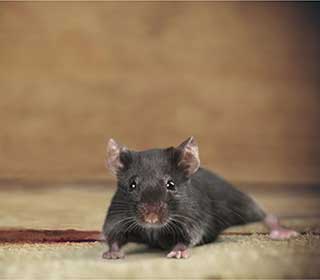 Rodent | Attic Cleaning San Ramon, CA Rodent | Attic Cleaning San Ramon, CA